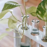 El enraizador casero de 2 ingredientes que hace crecer los esquejes de tus plantas en un par de días