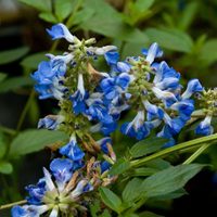 La planta de hermosas flores celestes que es imposible de matar, casi no necesita riego y engalana tu jardín