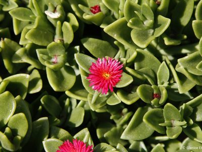 Suculentas: cómo cultivar aptenia, la más vistosa de las crasas para exterior