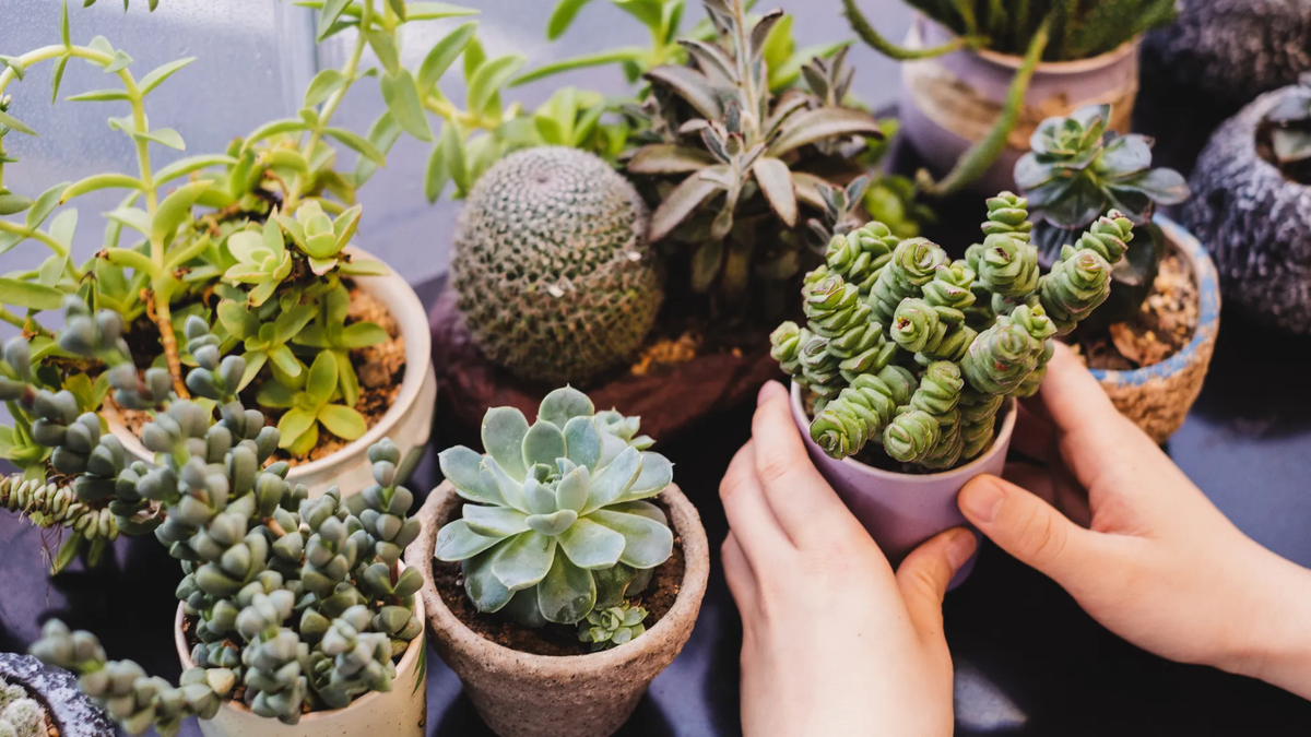 Plantas. Fuente: (Instagram)