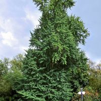 La planta que crece como el árbol más majestuoso y es considerada una de las más emblemáticas en Otoño