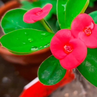 La planta que se roba toda tu energía, según el Seng Shui: dónde colocarla para que no afecte a tu hogar