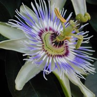 Parques Nacionales enseña sobre nuestra flora y fauna