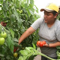 El Gobierno lanzará un programa destinado a mujeres productoras del sector agrícola-ganadero
