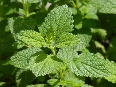 La valiosa planta que es muy común y es uno de los remedios más eficaces para combatir el insomnio
