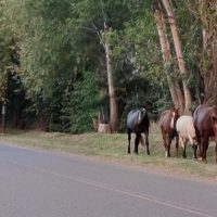 La municipalidad de Vista Alegre multará a propietarios de equinos sueltos en la vía pública