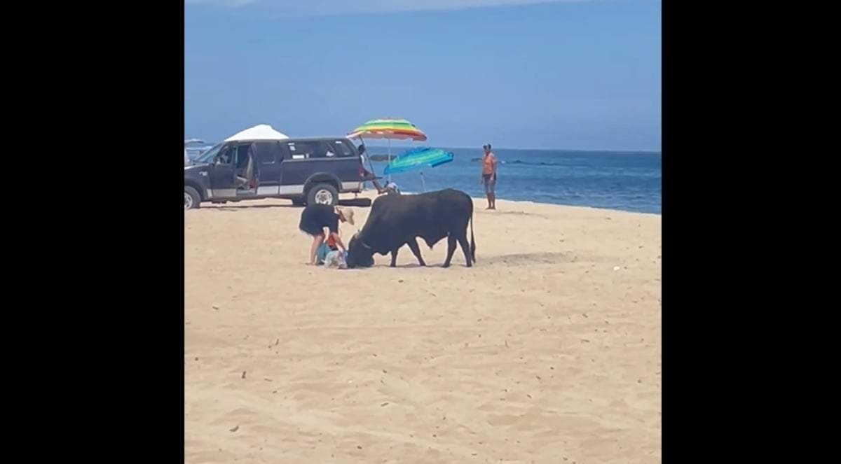El toro y la mujer poco antes del ataque