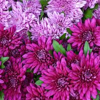 Plantas: llená tu jardín de flores en otoño con estas opciones fáciles de cuidar y económicas