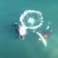 Documentan, por primera vez, a orcas cazando a un gran tiburón blanco (Video)