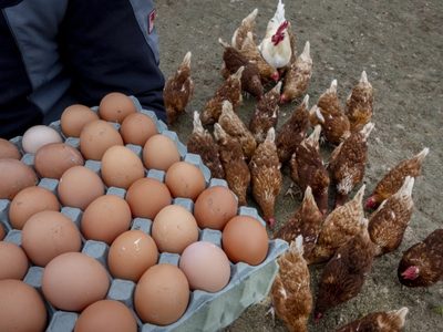 Estados Unidos busca huevos en Europa para aliviar los precios en el país