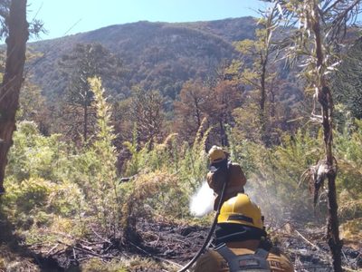 Avanza el control del incendio en el Parque Nacional Lanín: brigadistas trabajan en los sectores más críticos