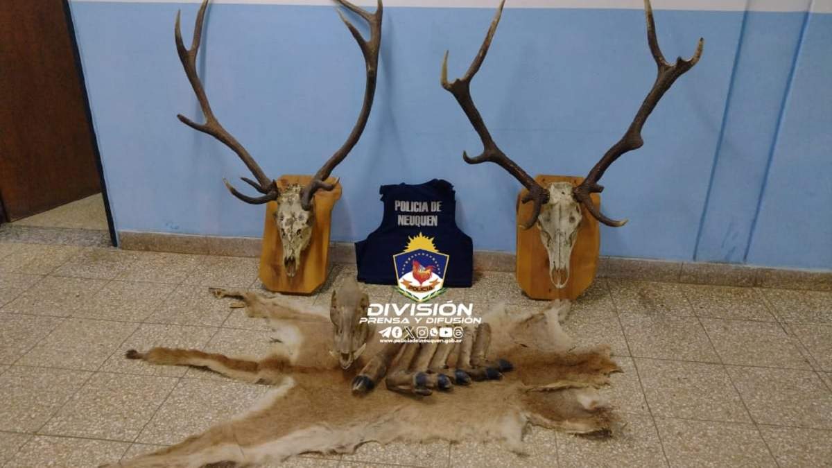 Los "trofeos" secuestrados por la Policía en San Martín de los Andes. Fuente (Policía de Neuquén)