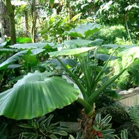 Las 2 plantas que son ideales para poner en ese rinconcito de sombra que tenés en el patio