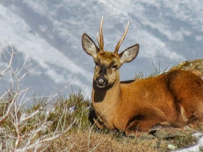 Los huemules se refugian en Santa Cruz