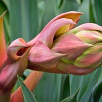 La planta que crece sin pedir nada a cambio, es súper elegante y sobrevive a temperaturas extremas