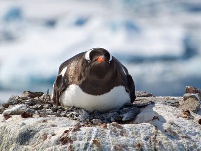 Seguro no lo sabías: por qué los pingüinos regalan piedras a sus parejas