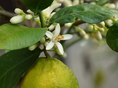 Los abonos caseros que podés preparar en casa para que tu limonero explote de frutos esta temporada