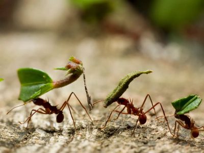 Cómo exterminar y deshacerte de las hormigas utilizando tan solo arroz