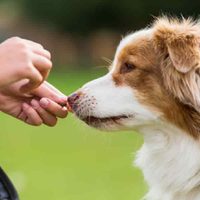 Snacks deshidratados para tu perro: en pocos minutos preparale esta delicia que cuida su salud y tu bolsillo
