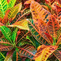 Reviví tu casa con estas 2 plantas de interior llenas de color y energía