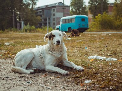 Lo que los científicos aprendieron de los "perros de Chernóbil"