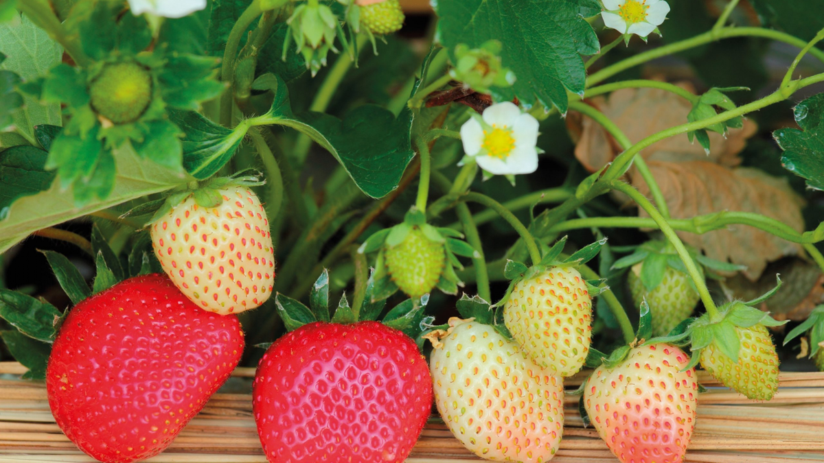 Frutillas. Fuente: (Instagram)