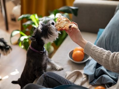 La psicología explica la importancia de los vínculos con las mascotas