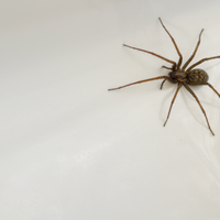 Los sencillísimos y rápidos trucos que mantendrán a las arañas lejos de tu casa