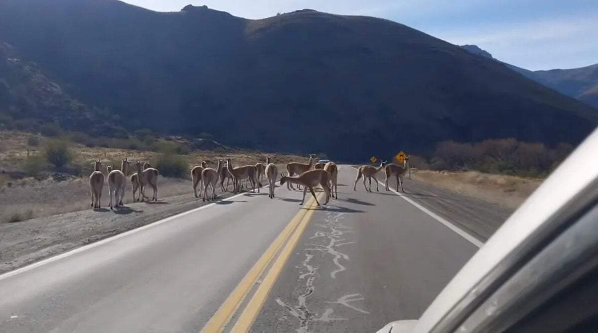Guanacos en la Ruta Nacional 237. Fuente: (Facebook)