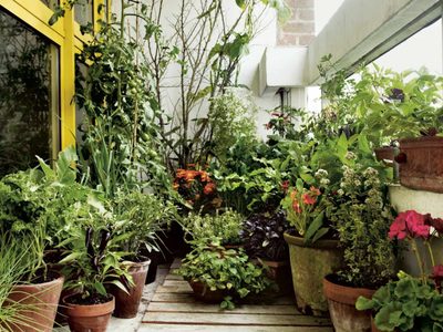5 vegetales que no pueden faltar en una huerta urbana
