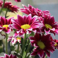 5 plantas con flores que sirven para subir el ánimo y relajarte en tu hogar