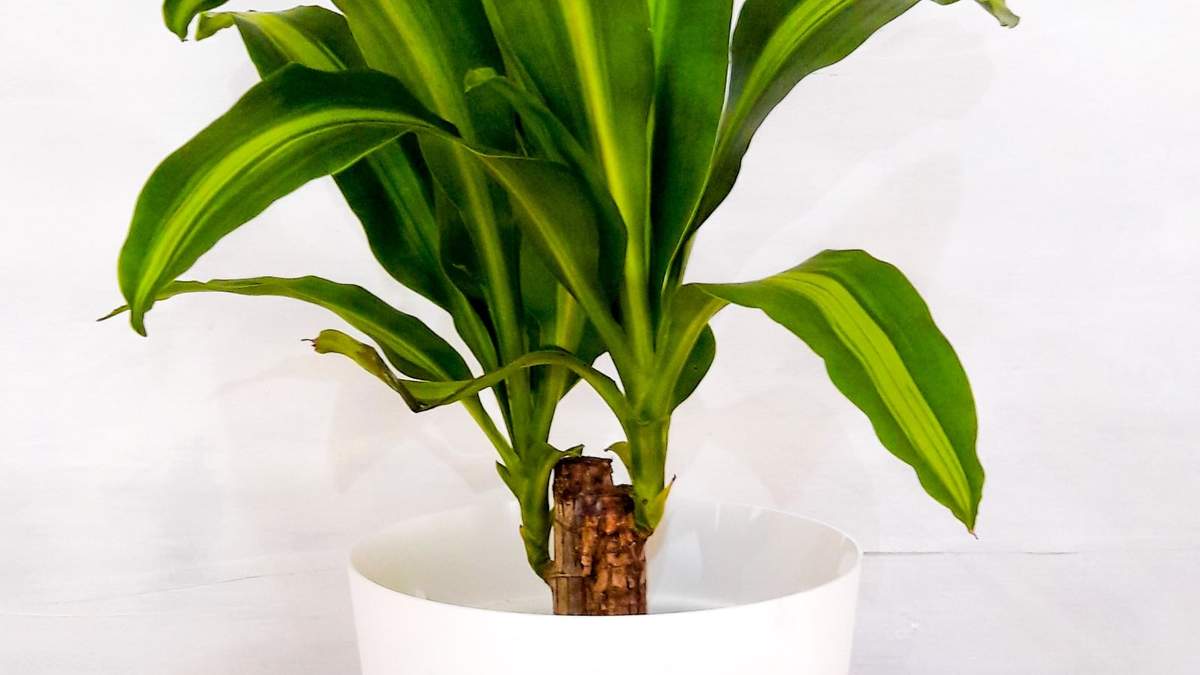 Plantas. Fuente: (Instagram)