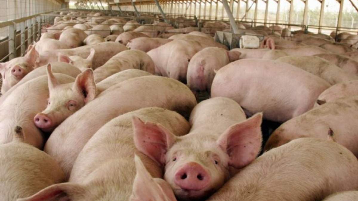 La triquinosis se trasmite, en general, por la ingestión de carne o derivados cárnicos, crudos o mal cocidos que contengan larvas vivas del parásito. Fuente: (Twitter).