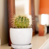 Aprendé cómo elegir el mejor cactus para tu hogar