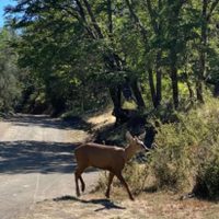 Avistan un huemul en el Parque Nacional Lanín tras 30 años y restringen el acceso para su monitoreo