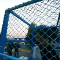 Semar y Profepa trasladan tres lobos marinos de la CDMX a Nayarit
