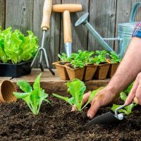 Hacé tu propia huerta en casa: las plantas que tenés que sembrar en abril si querés disfrutar al máximo en verano