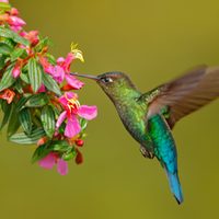 3 hermosas plantas que atraen colibríes y que florecen bastante para tener en tu jardín