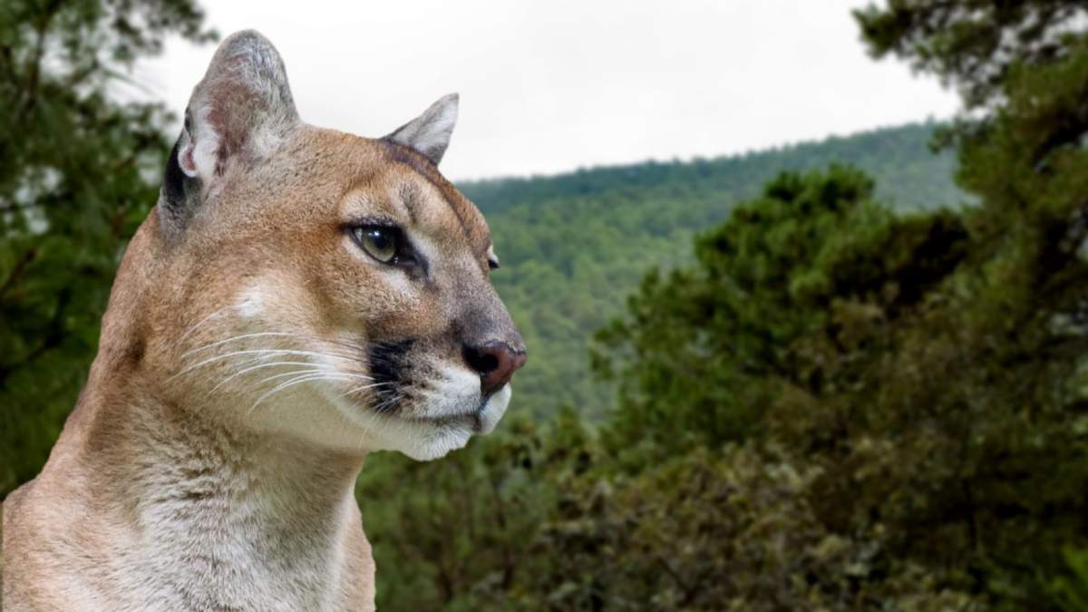 El puma excepcionalmente ataca al ganado cuando hay escasez de presas naturales