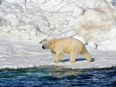 Un oso polar ataca a habitantes de un pueblo en Alaska y mata a una mujer y a su hijo