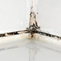 Con 3 ingredientes y en pocos minutos: el poderoso truco para limpiar el moho aferrado en la ducha y la mampara