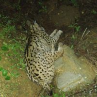 Cazador es condenado a dos años de prisión por matar a un lince