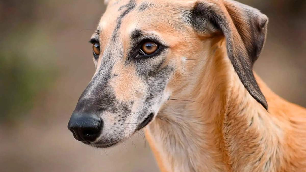 Sloughi, la raza de perros ancestral que está al borde de la extinción
