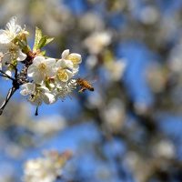 Nuevo atractivo turístico en Chubut: la ceremonia japonesa de los cerezos en flor