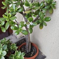 El secreto viverista para curar tu Árbol de Jade si el tallo queda sin hojas y está cada vez más vulnerable