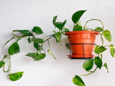 Tomá nota: las plantas perfectas para tener dentro de casa si querés estar fresquito en verano