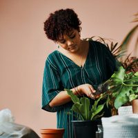 Se riegan con likes: conocé las plantas que no paran de crecer en Instagram