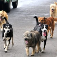 Falta de control canino en La Comarca: tres perros atacaron a un hombre