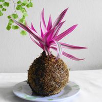 Cómo hacer una kokedama, las plantas sin maceta que son lo último en decoración