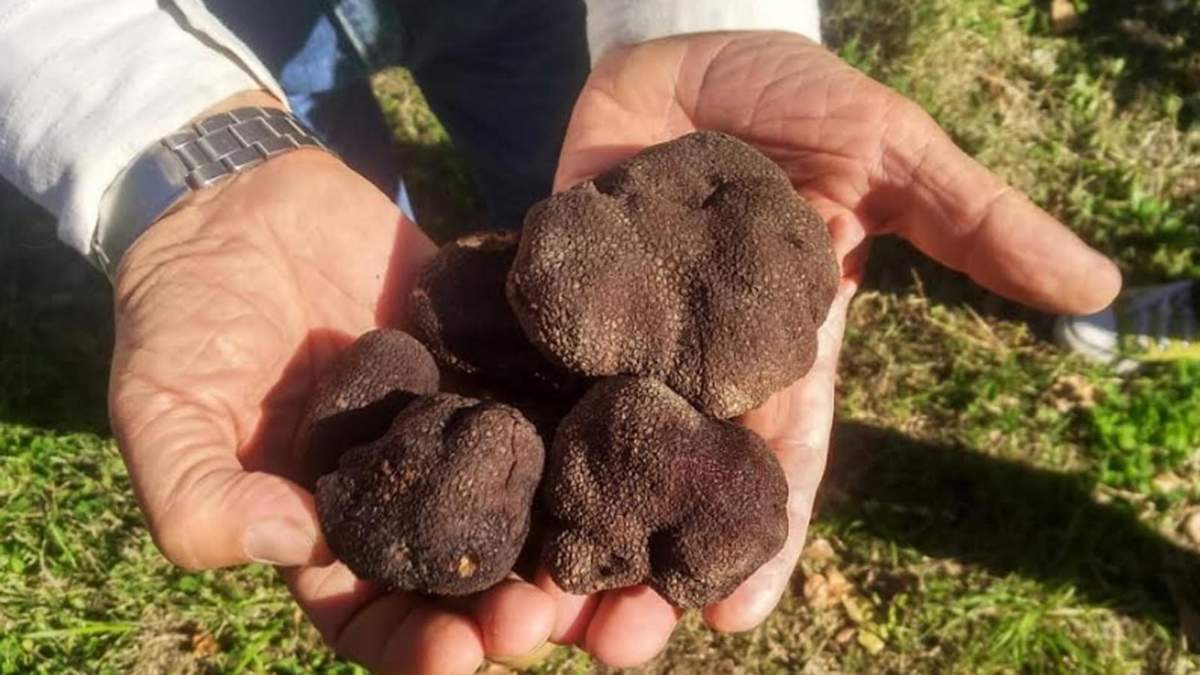 Trufas negras de perigord. Fuente: (Instagram)